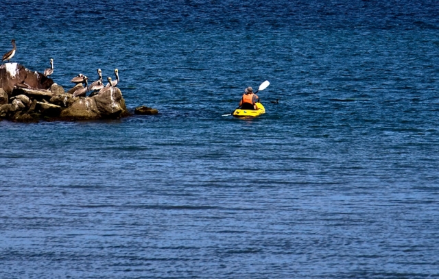  Kayak with pelicans 